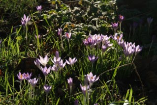 Crocus tommasinianusBoerenkrokus bestellen